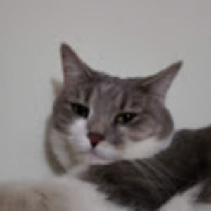 Meet your Posher, Chachamy